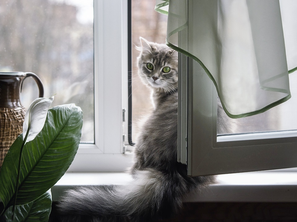 Она улеглась на окошко...