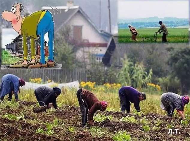 Картинки в огороде смешные