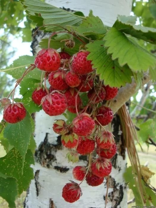 Улыбка лета