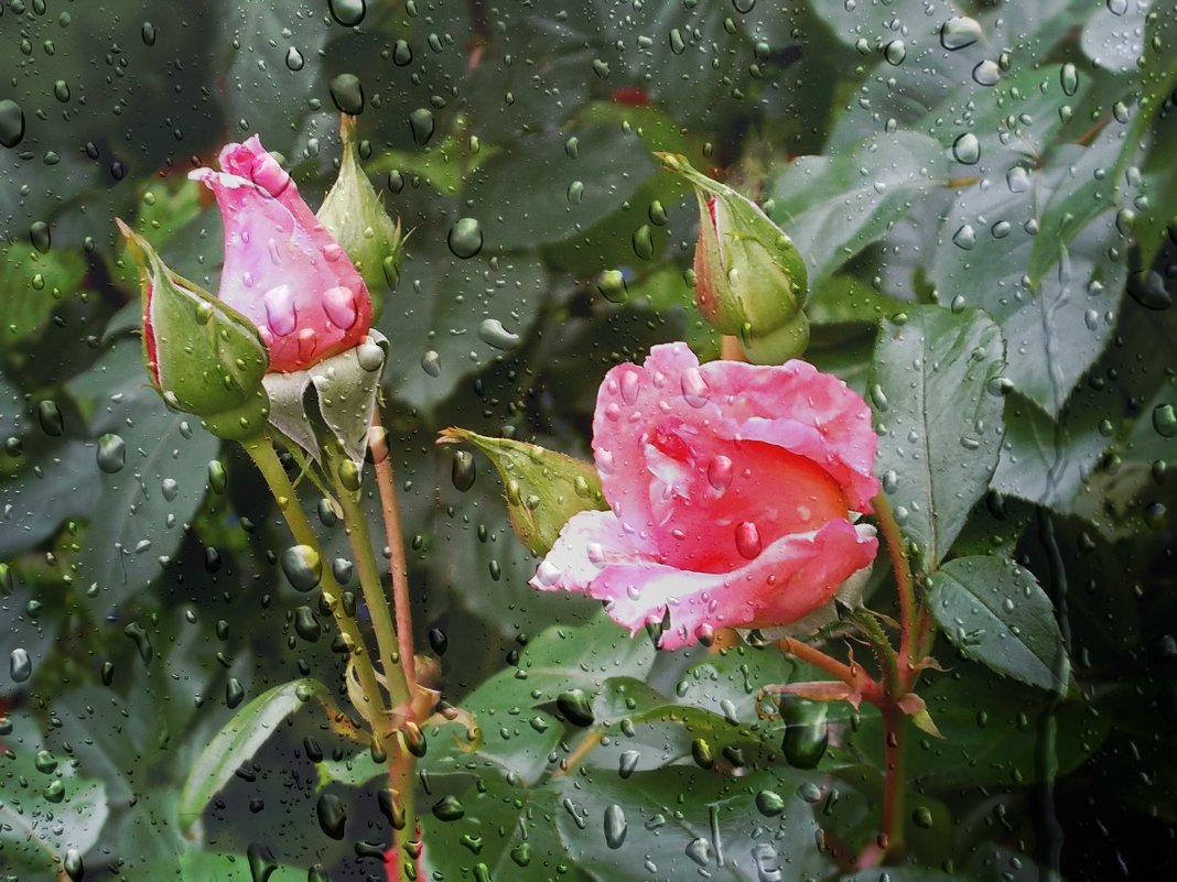 Нежное лето -золотые хиты..