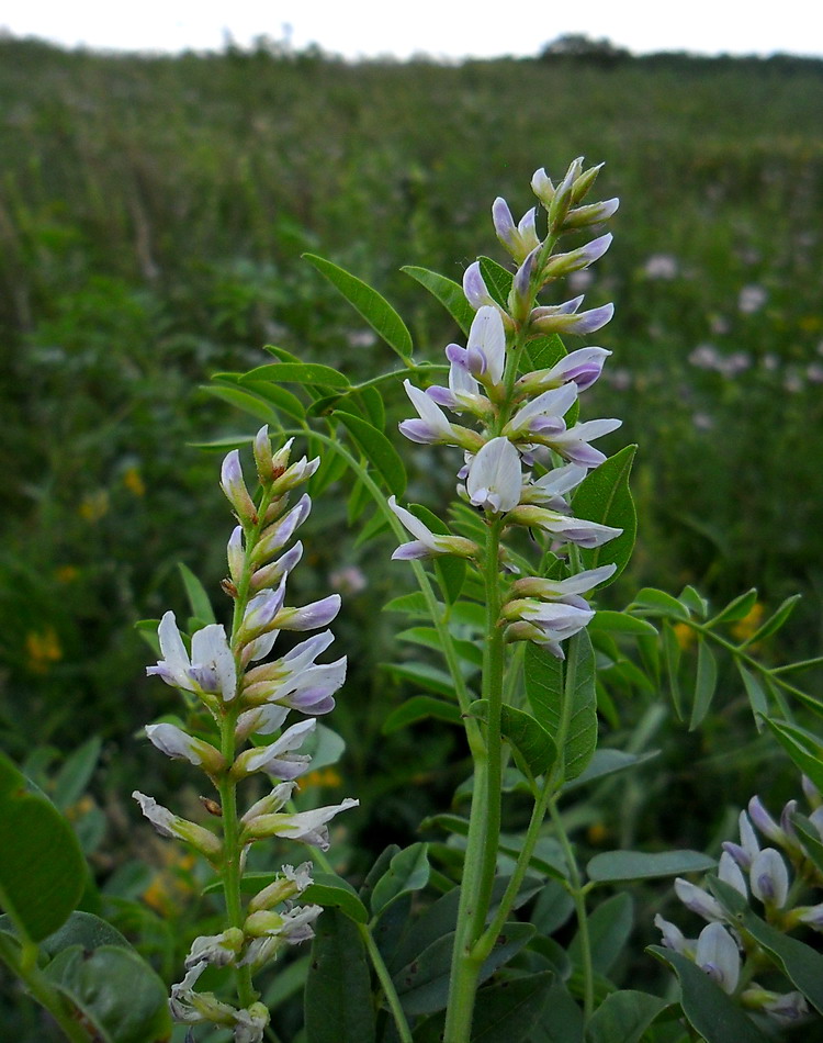 Солодка лист. Солодка Уральская (Glycyrrhiza uralensis). Солодка Glycyrrhiza glabra. Лакрица Солодка растение. Корень солодки, Солодка Уральская, лакричник.