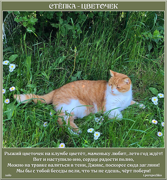 Стёпка - цветочек