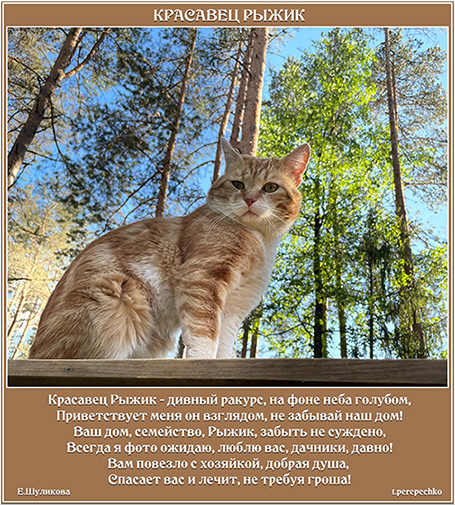 Красавец Рыжик