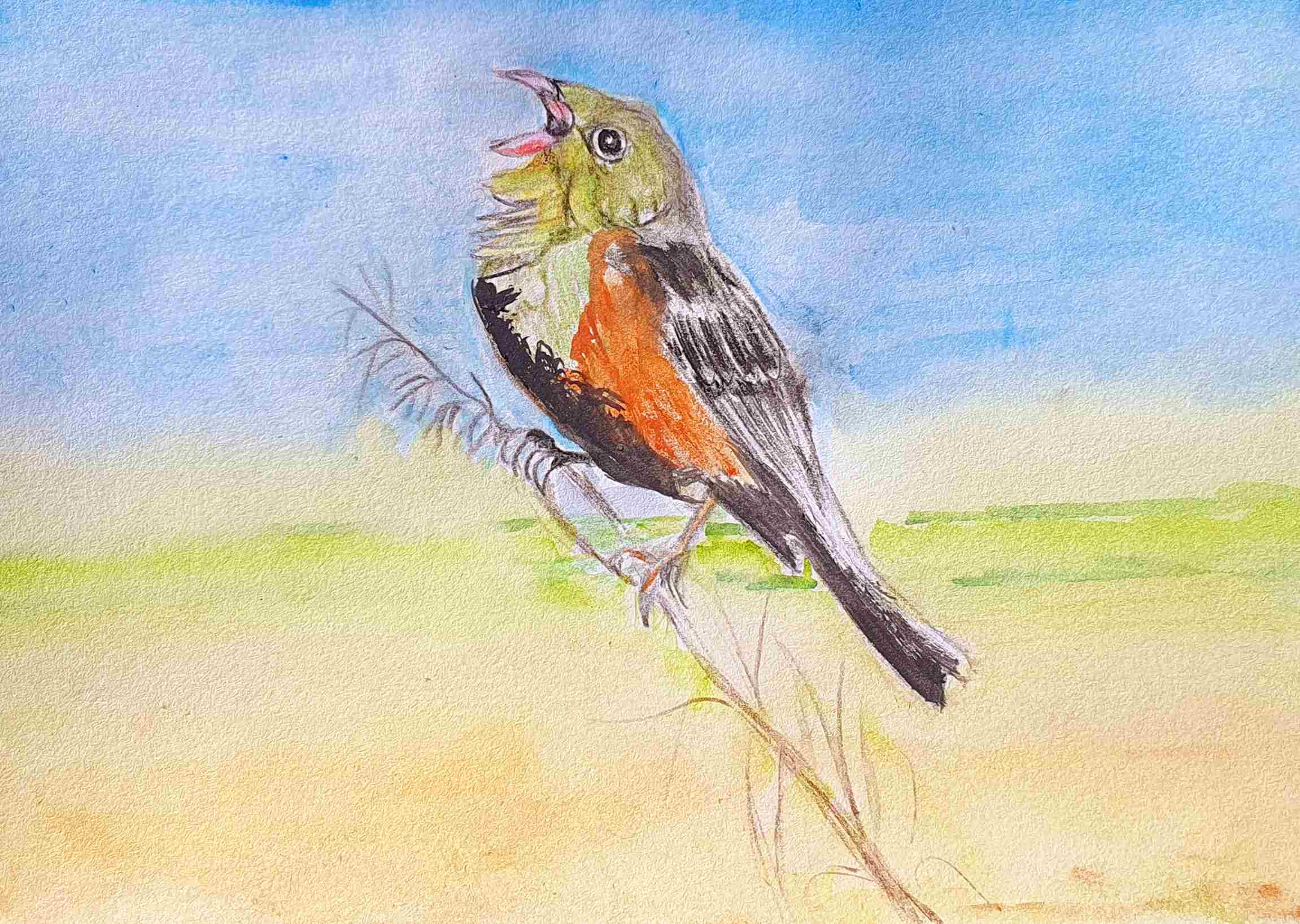 Овсянка садовая