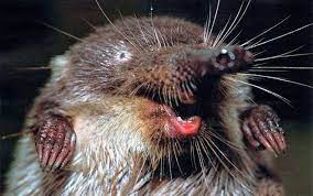 Выхухоль, зверёк активный