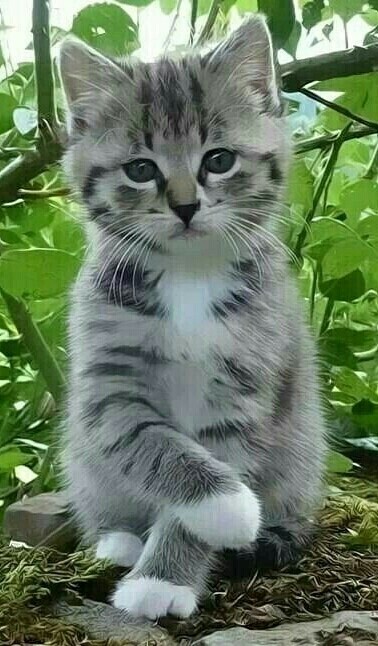 Котик скучает