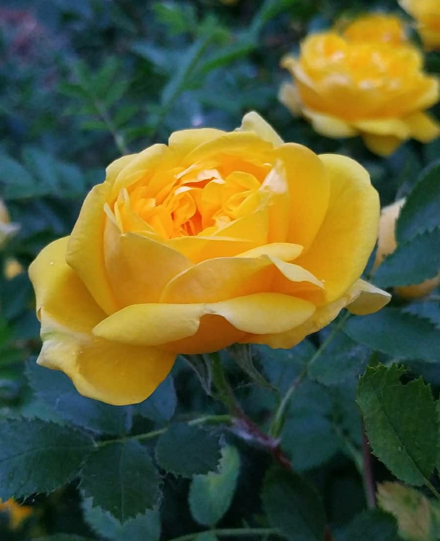 Не могу равнодушно пройти мимо роз