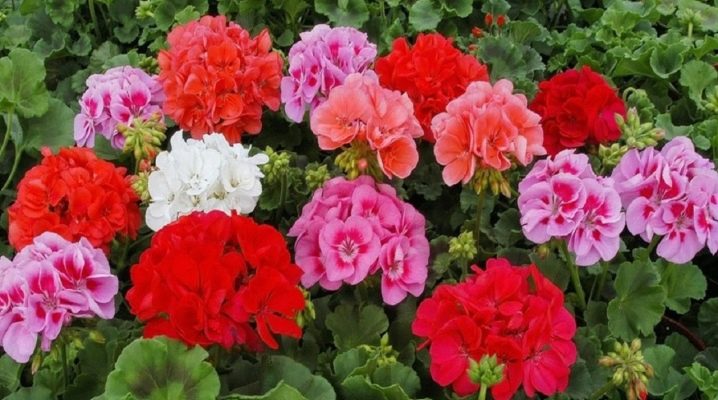 Мамины цветы