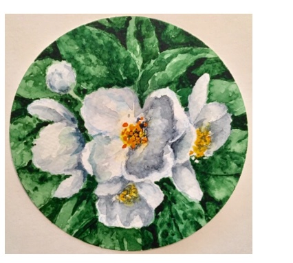 Жасмина сладкий аромат