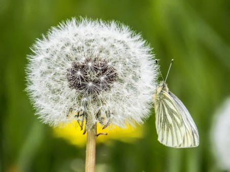 Одуванчик Акро обратный