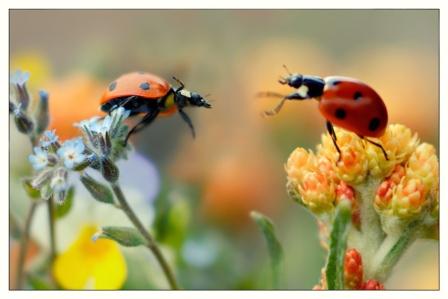 Насекомые чувства