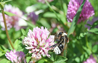 Клевер красный, клевер белый