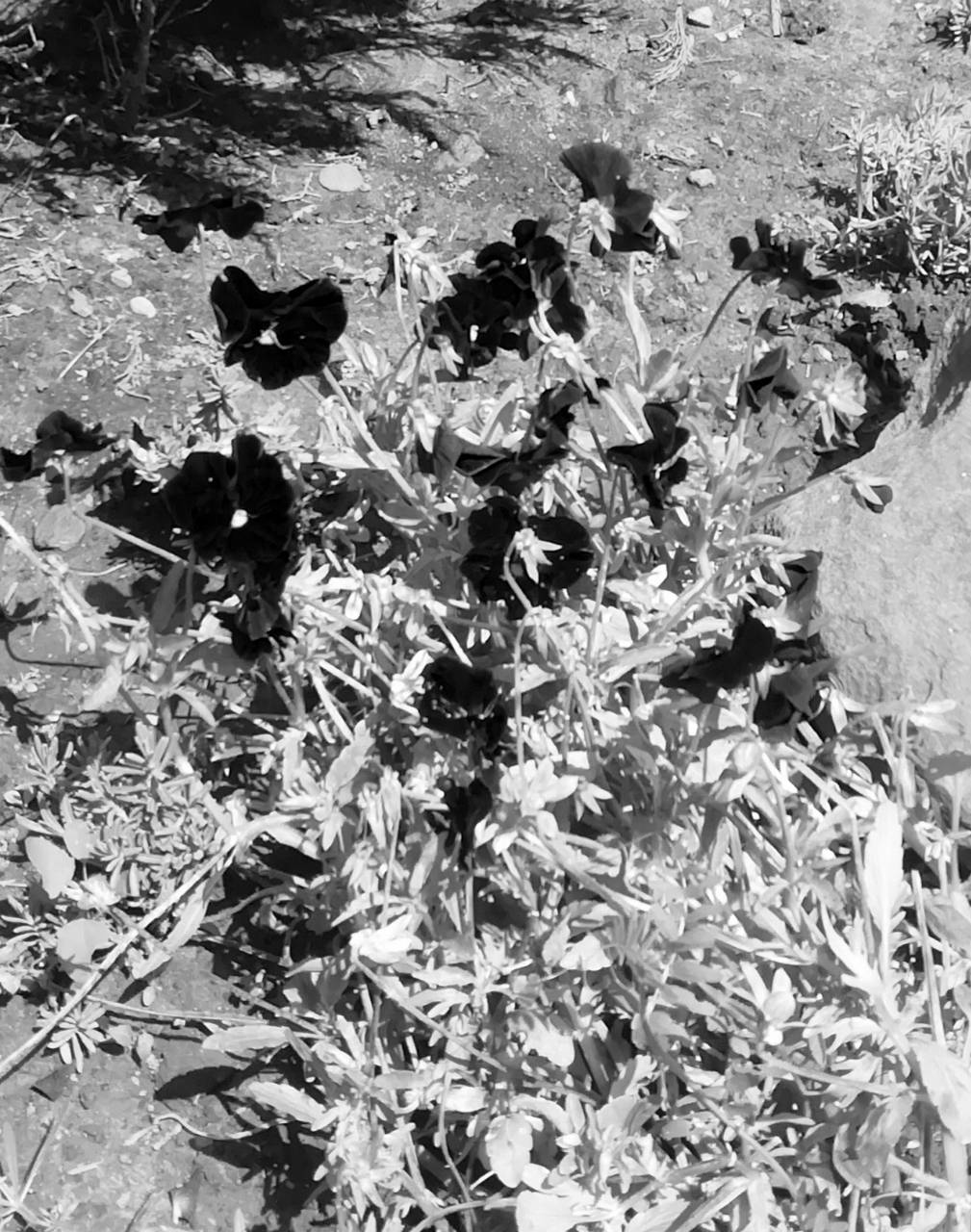 Самая грешная фея...