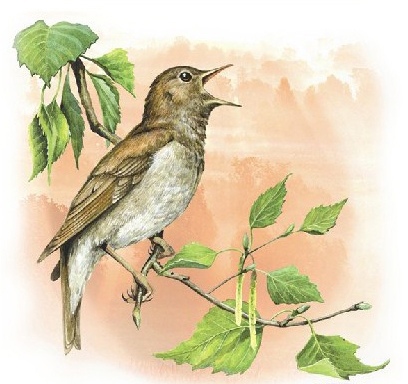 Поёт соловей голосистый