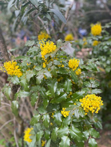 Мастеру и Автору