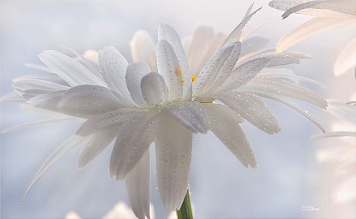 В последний день весны