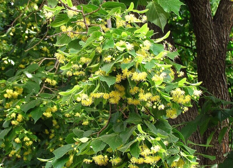 Липа пахнет сладким мёдом