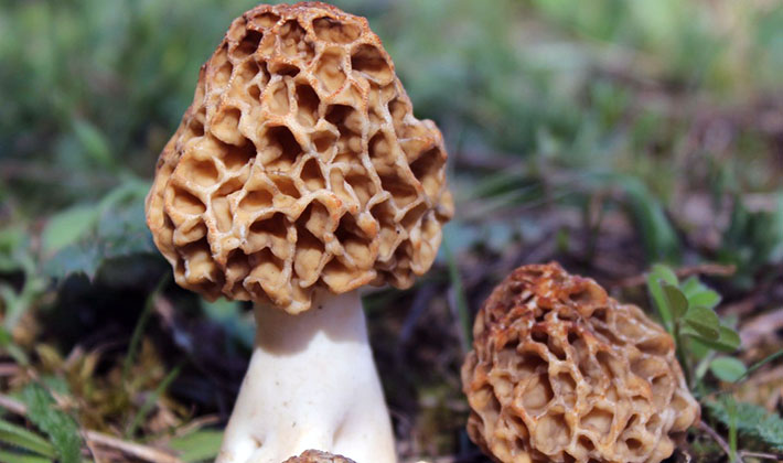 Вовины сморчки