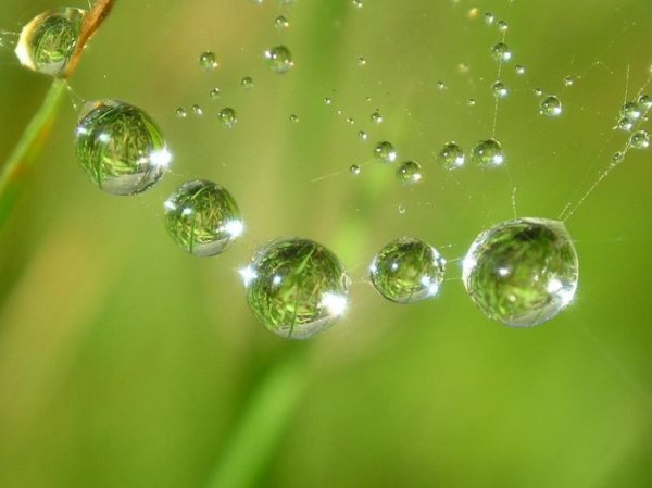 Чудесный чай