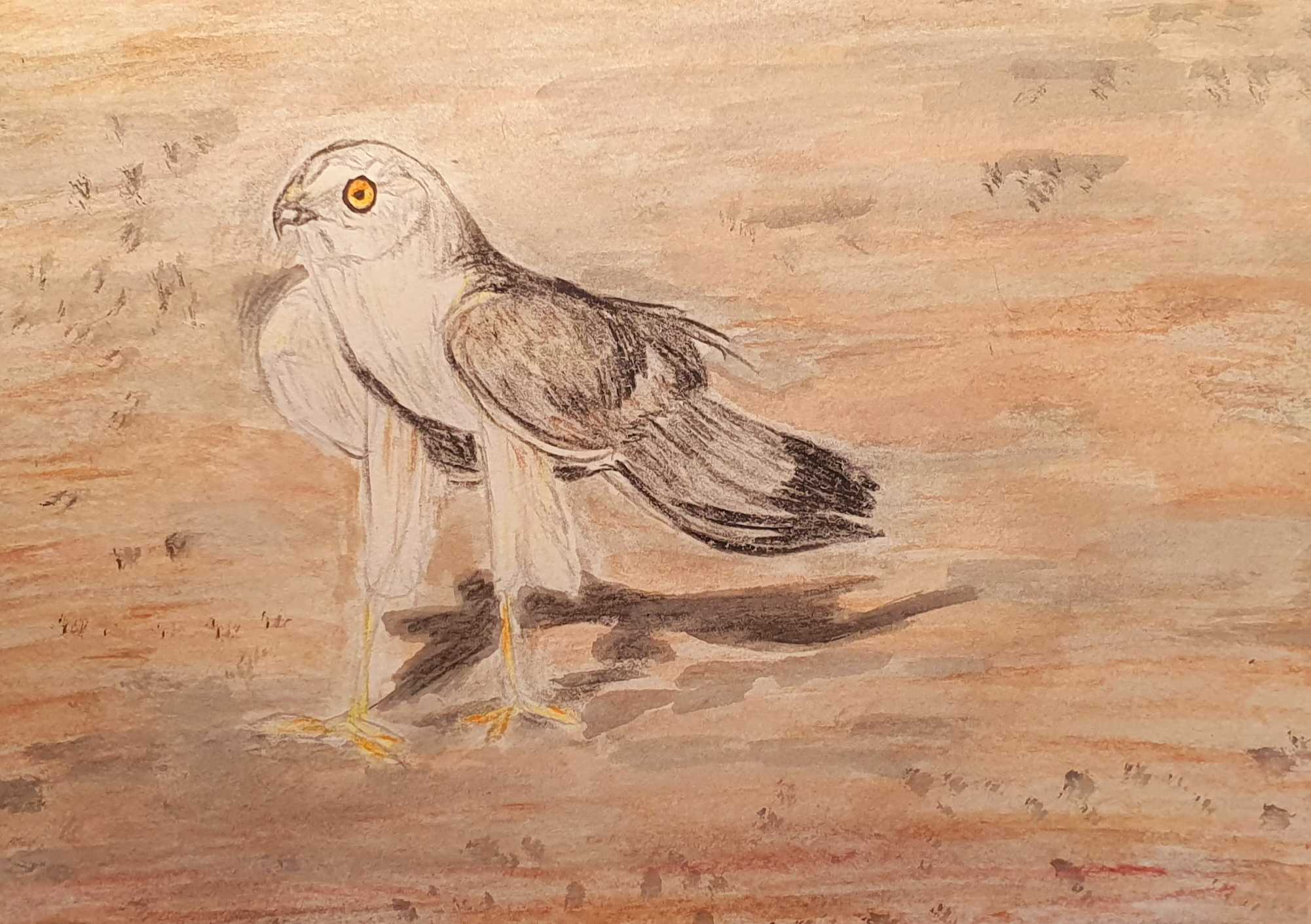 Степной лунь