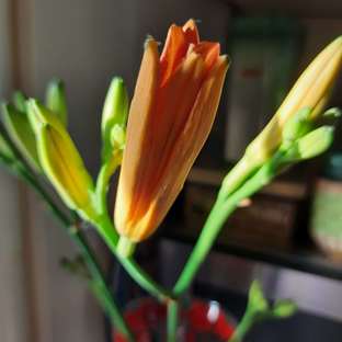 Расцветший миг...