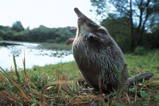 Выхухоль на взлёте