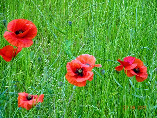 Страсть и экзальтация -днк любви!