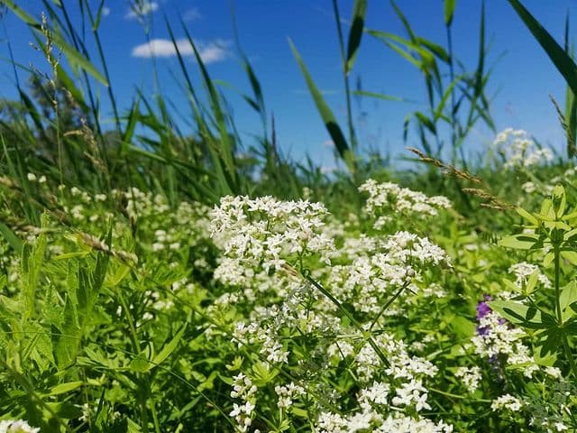 Дикие травы