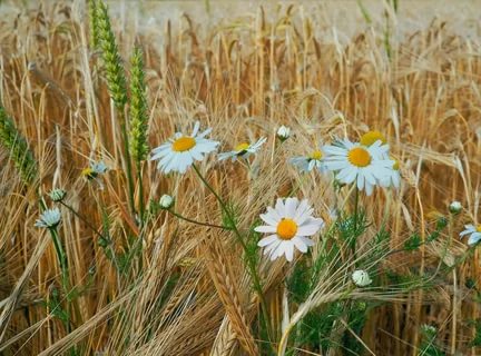 Пробуждение