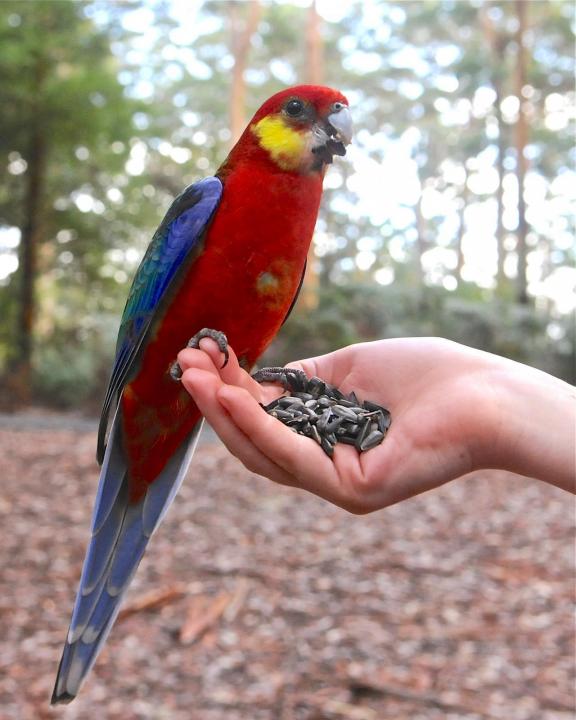 Попугай - розелла красная