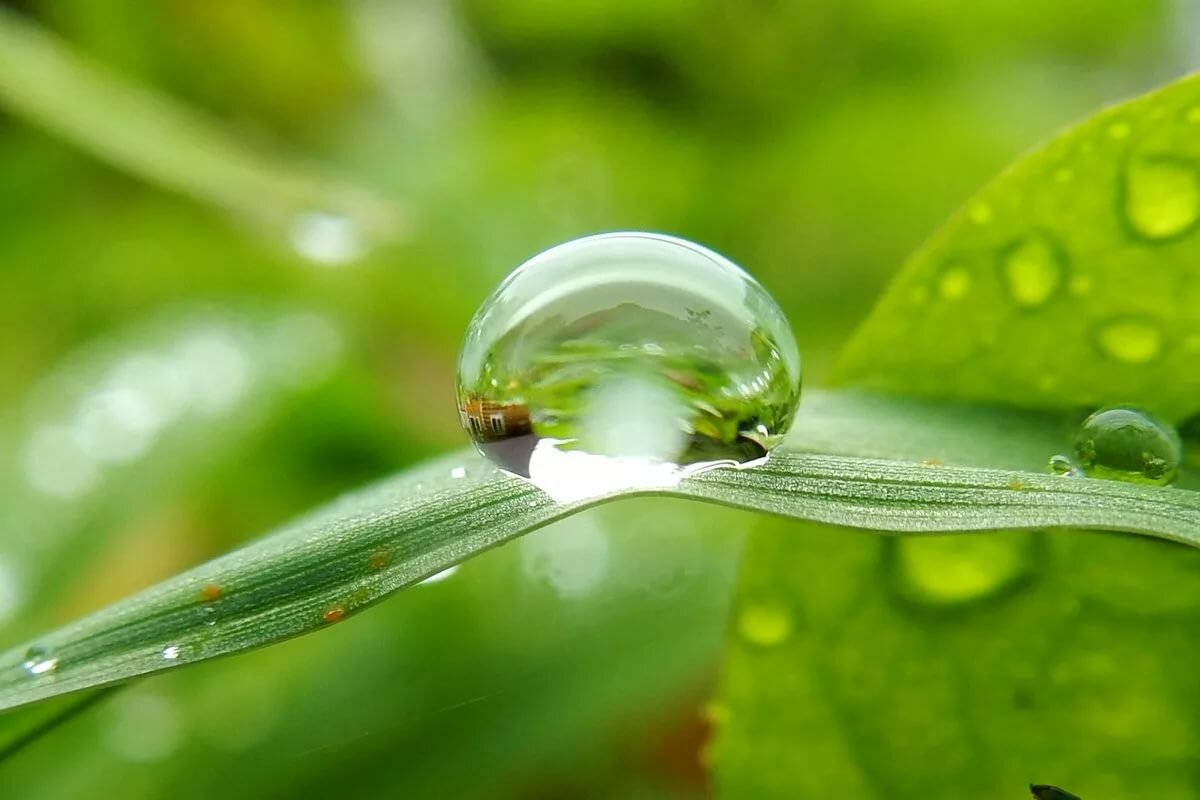 Роса эстетика. Сбор росы. Роса на траве. Макросъемка. Роса на цветах.