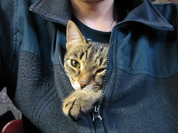 Кот, я и город