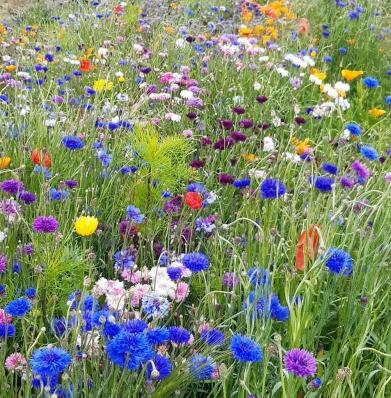 Июль, макушка лета...