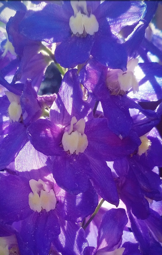 Я не умею говорить люблю