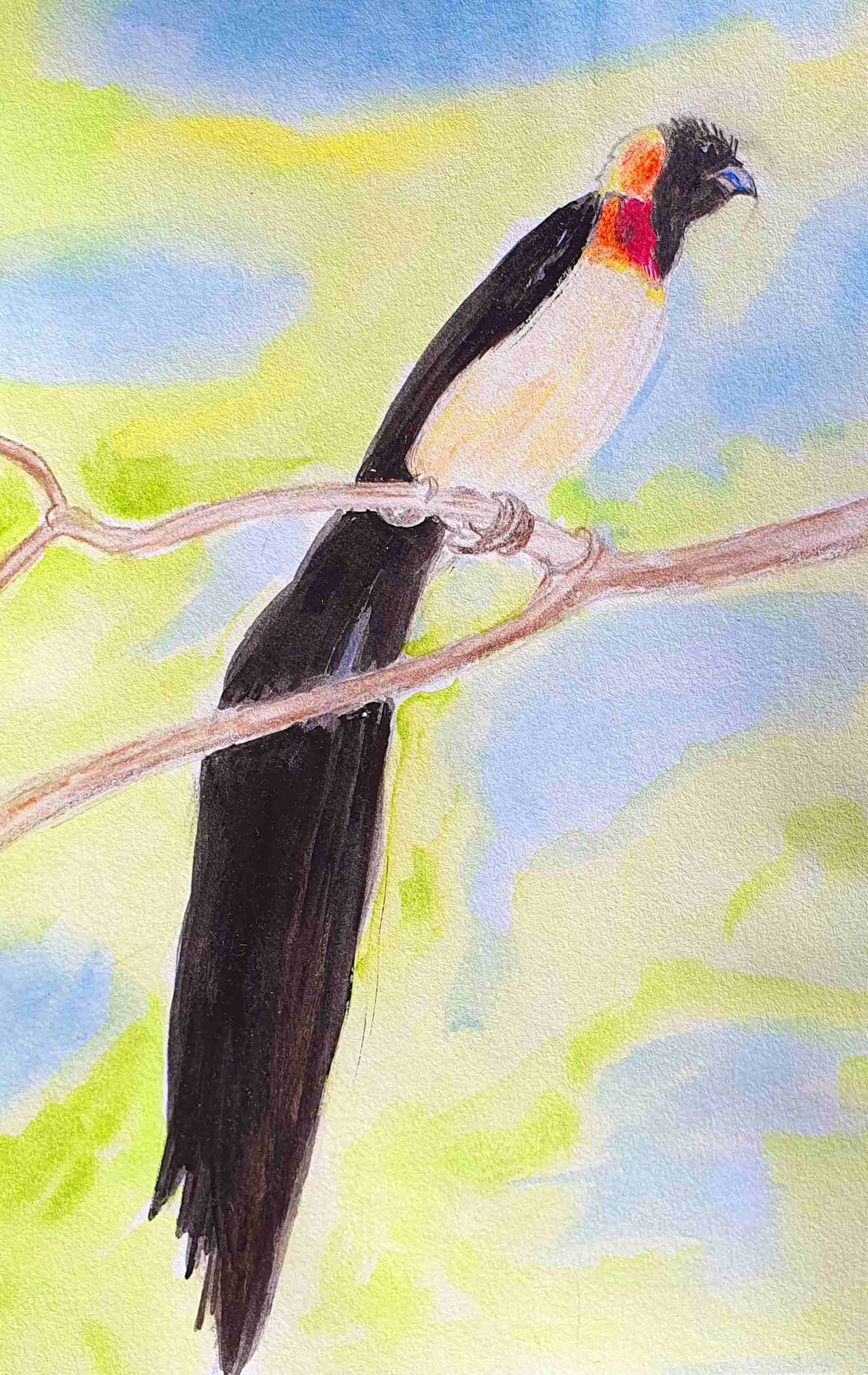 Птица-вдовушка