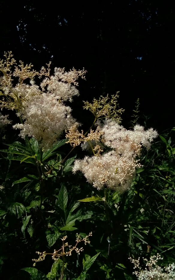 ТаволОжка-тАволга