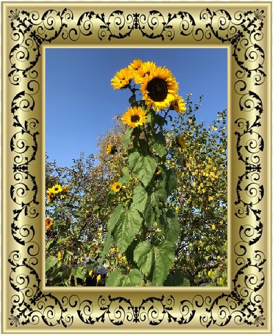 Немного о себе