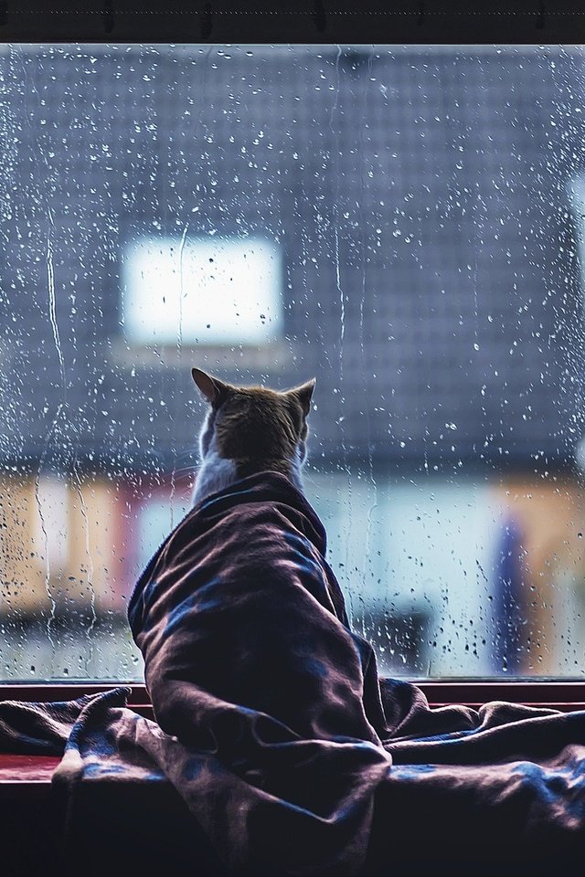 Серая грусть