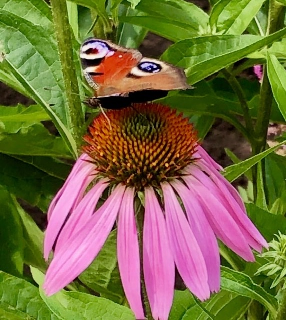 Бедный серый мотылёк...