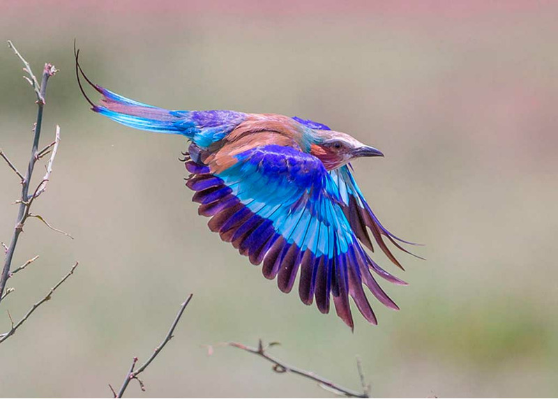 Сизоворонка, из красавцев