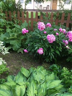 Здравствуй, утро!