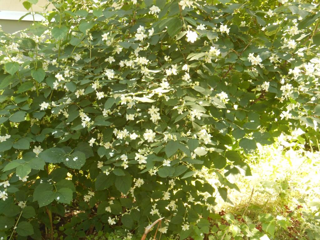 Мелодия утренней зари