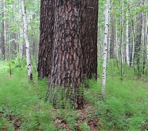 Тропка лесная