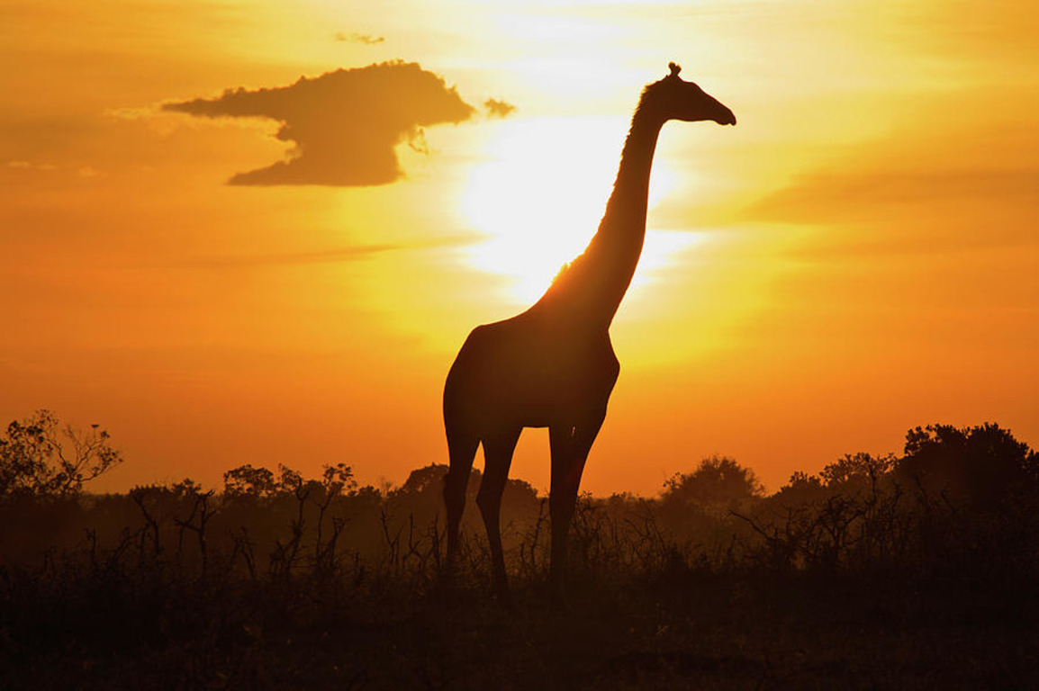 Мысль стихотворения жираф