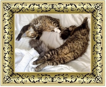 У кошек нет интеллекта?