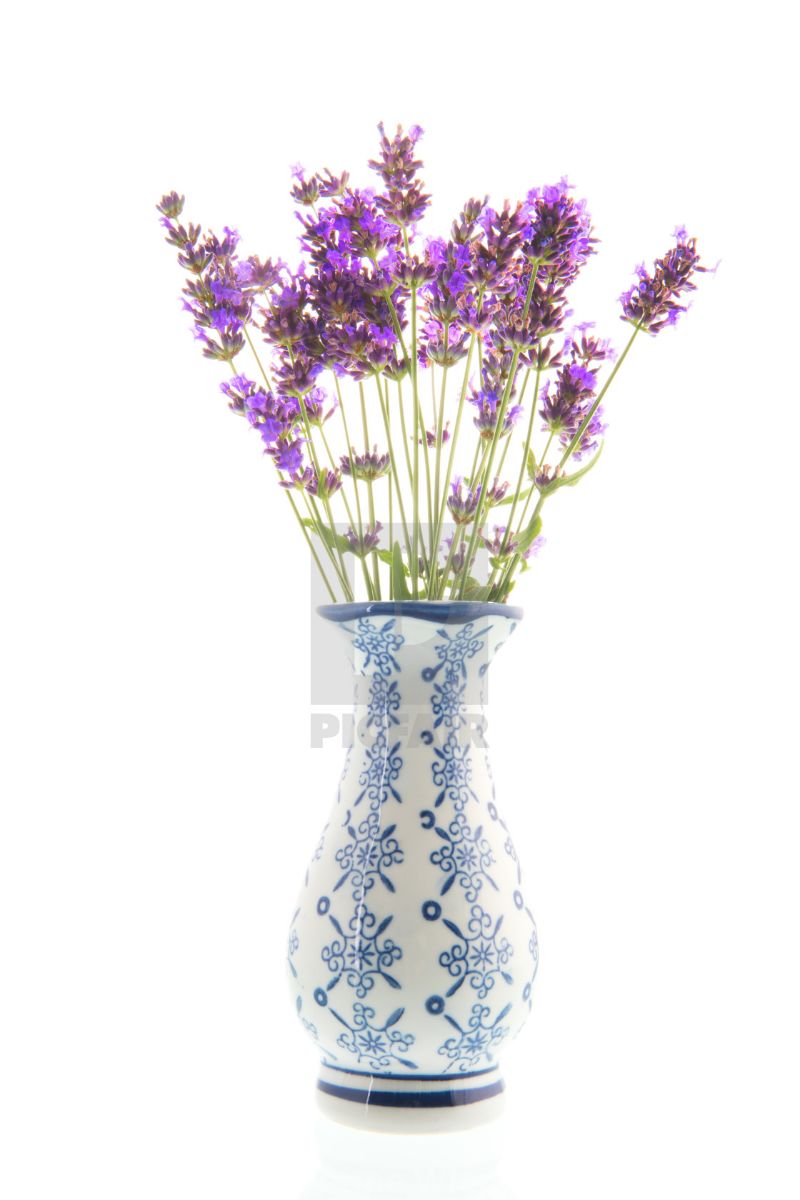 Букет лаванды