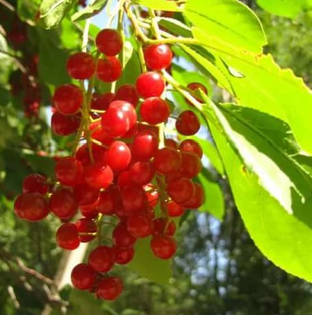 Красная черёмуха поспела