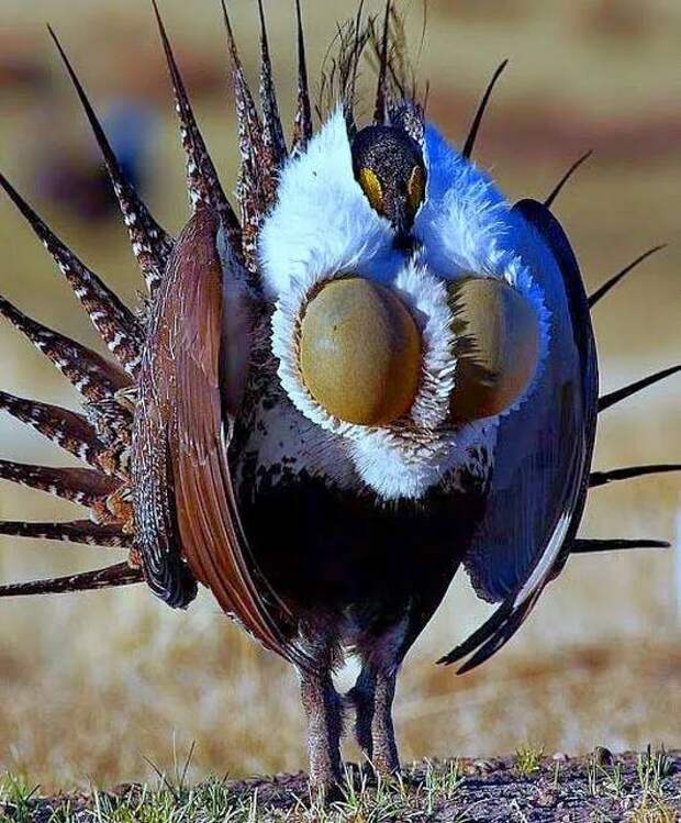 Тетерев шалфейный