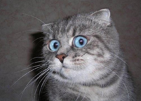 Какая ж ты, Москва, странная!