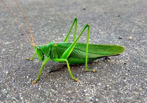 27 июля. К вечеру, полегче стало...